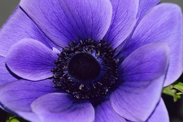 Anenome. — Stock fotografie