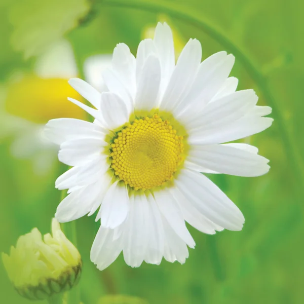 White Daisy. — Stock Photo, Image