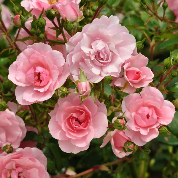 Rosa Bonica.