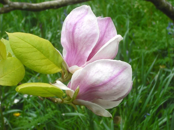 Magnolia. — Photo