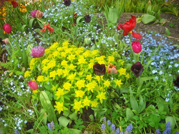 Çiçek Kenarlığı.