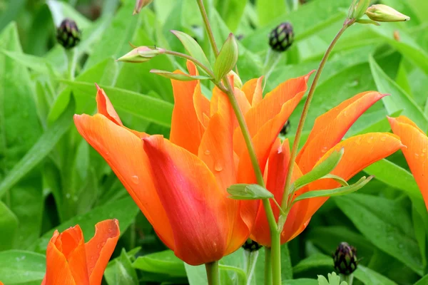 Tulip and Aqualegia. — Stock Photo, Image