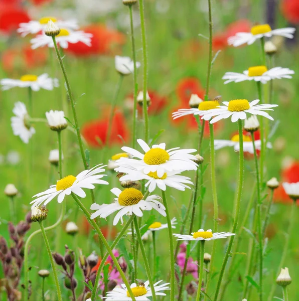 Bright Red Poppies and white daisies. — Stock Photo, Image