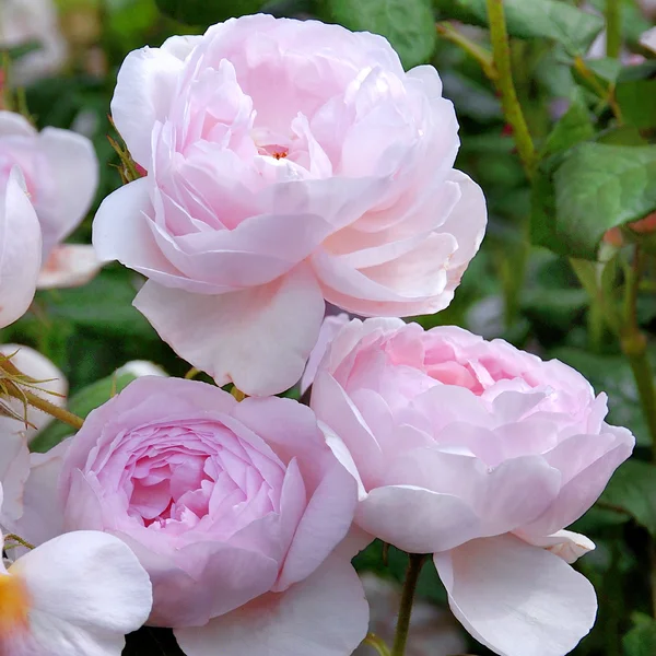 Rosa... Zepter würde Insel. — Stockfoto