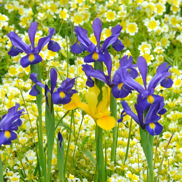 Blå och gul iris. — Stockfoto