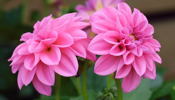 pembe yıldız çiçeği.