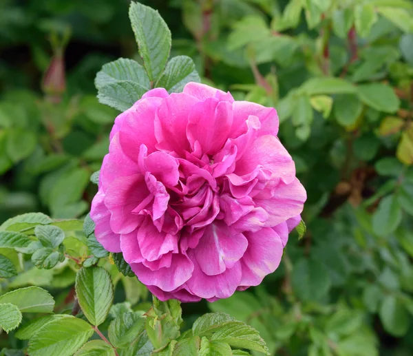 Rosa rugosa . — Fotografia de Stock