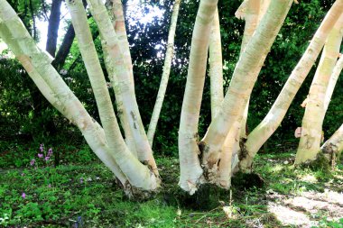 Multiple trunks of Silver birch.