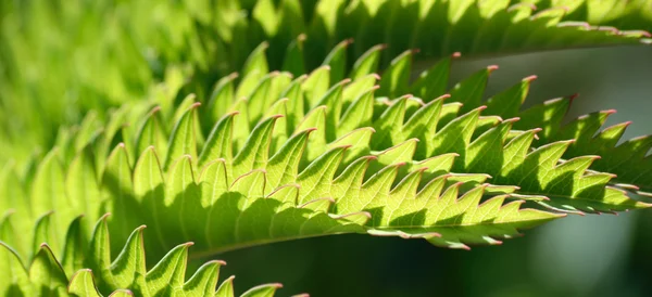 Melianthus. — Stock Photo, Image