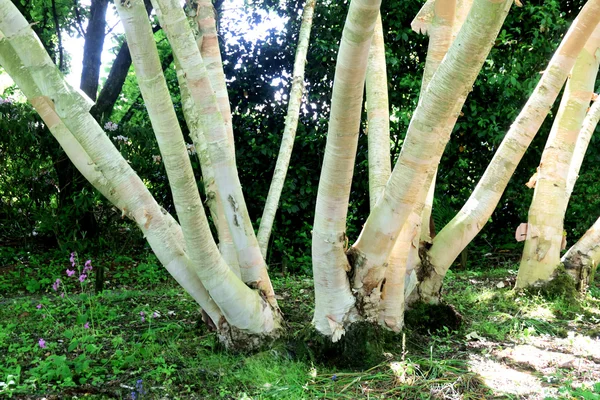 Multiple trunks of Silver birch. — Stock Photo, Image
