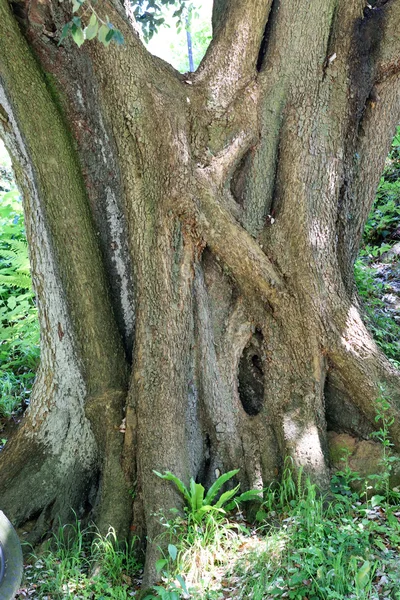 Gnarled tree trunk. — Stock Photo, Image