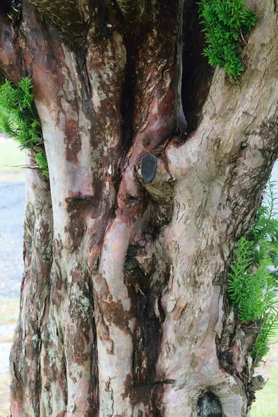 Yew tree trunk and bark. — Stock Photo, Image