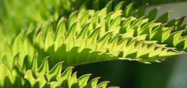 melianthus