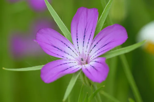 Violet colored Corncockle. — Stock Photo, Image