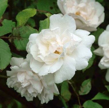 Rosa; Madam Alfred Carriere.