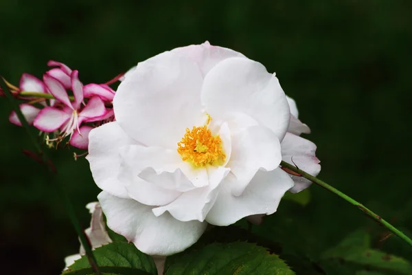 Tırmanma beyaz gül.