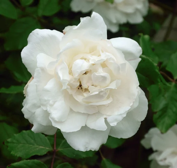 Rosa; Madame alfred carriere. — Stockfoto