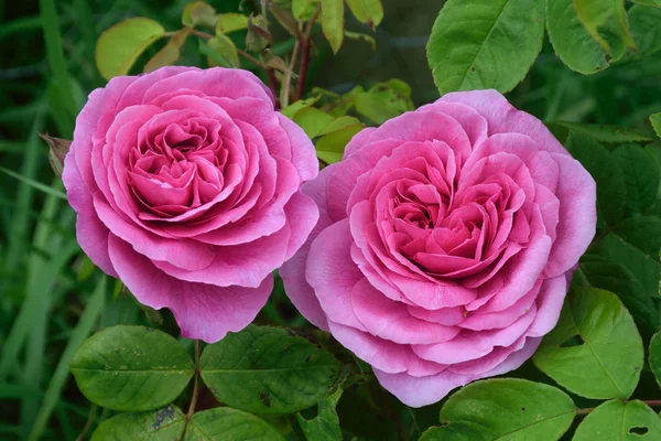 Rosa; Gertrude Jekyll