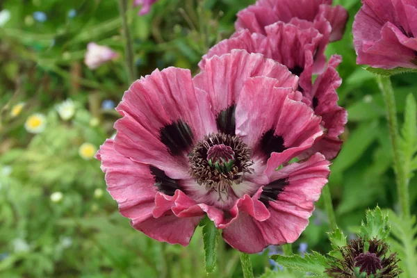 Poppy Oriental de couleur prune . — Photo