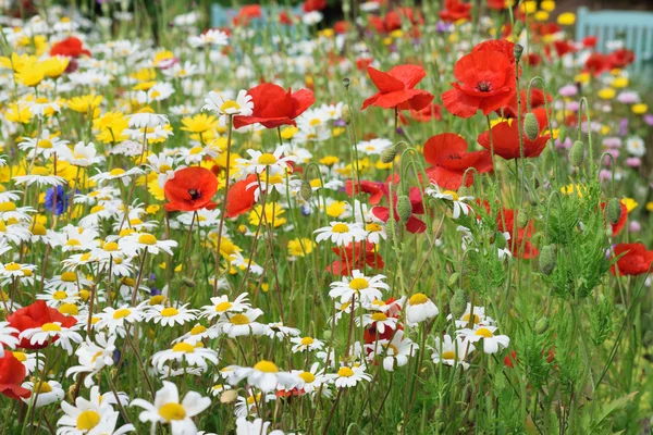 Daisy ve gelincik kenarlık.