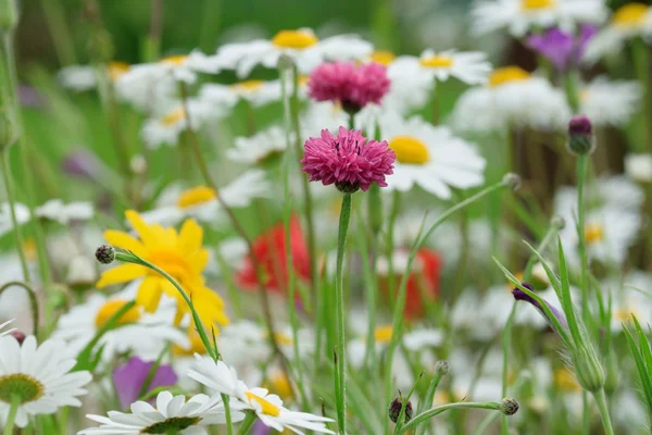 Floral display. — Stock Photo, Image