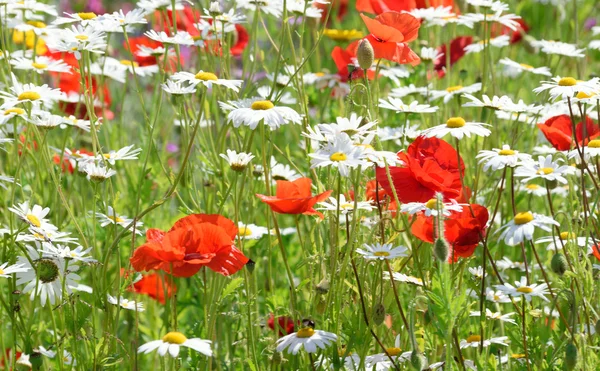 Mohn und Gänseblümchen, — Stockfoto