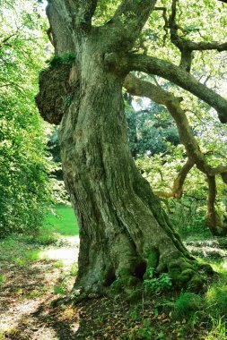 Eski meşe ağacının ve kabuk.