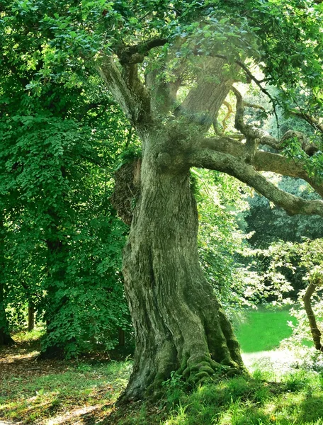 Vieux chêne et écorce . — Photo