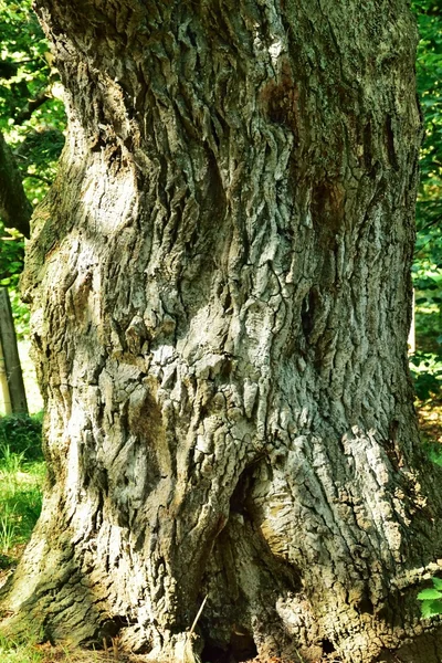 Old Oak tree and bark. — Stock Photo, Image