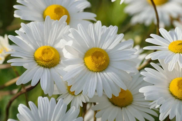 White Daisy. — Stock Photo, Image