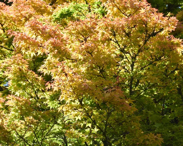 Lumière du soleil à travers les feuilles d'automne — Photo