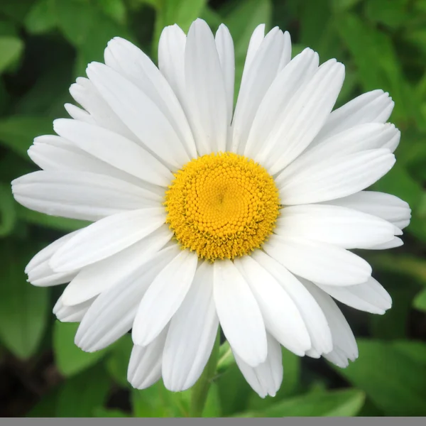 White Daisy. — Stock Photo, Image