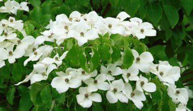 Beyaz Cornus çiçek.