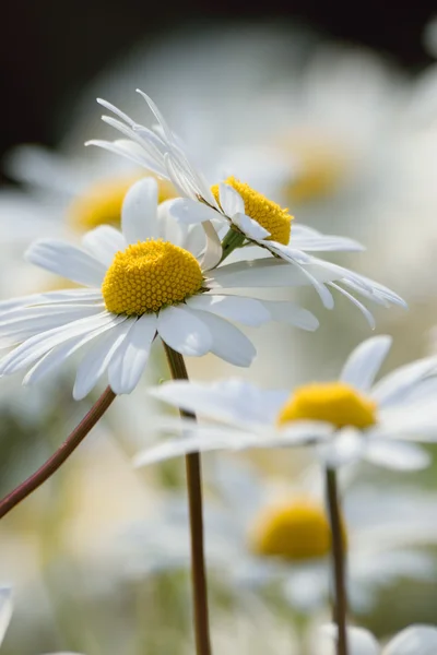 White daisies portrait — Stock Photo, Image