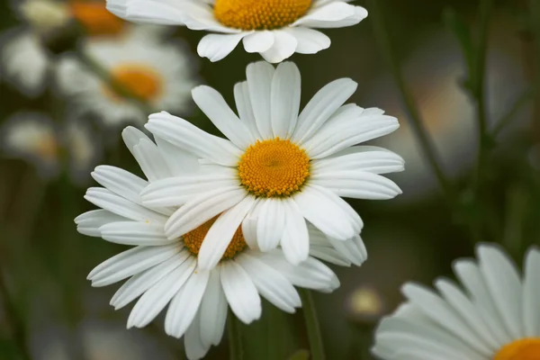 White daisy portrait in close up. — Stock Photo, Image