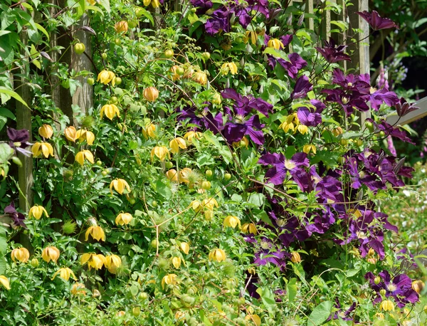 Clematis Jackmanii et Bill McKenzie (jaune) — Photo