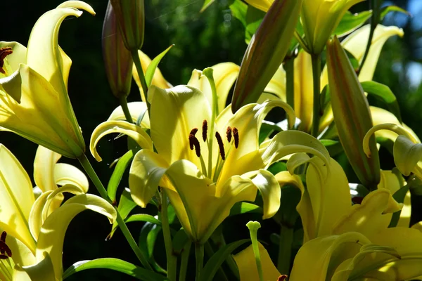 Yellow Lilies Contre Jour — Stock Photo, Image