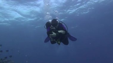 Deniz balığı. Deniz Manzaralı. Sualtı Video. Su. Sualtı dalış