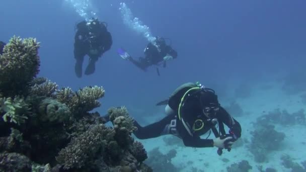 Sea Fish. Vista al mar. Video submarino. Agua. Buceo bajo el agua — Vídeos de Stock