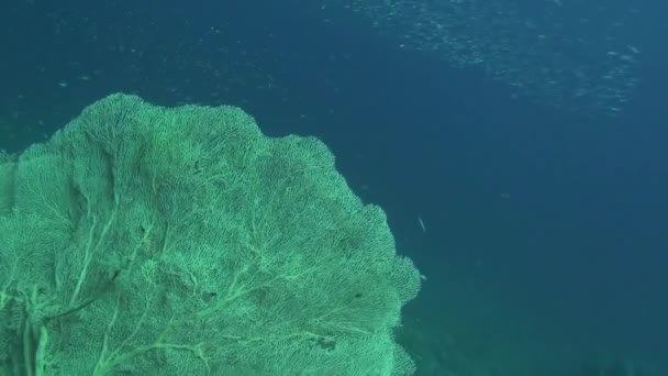 Tengeri hal. A tengerre. Víz alatti videó. Víz. Víz alatti búvárkodás — Stock videók