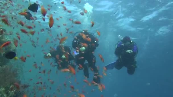 Meeresfische. Meerblick. Unterwasservideo. Wasser. Tauchen unter Wasser — Stockvideo