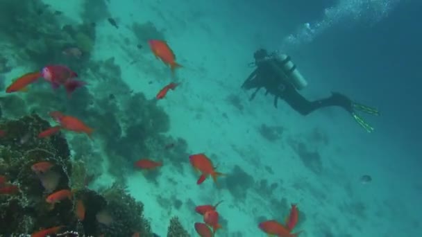 Sea Fish. Vista al mar. Video submarino. Agua. Buceo bajo el agua — Vídeos de Stock