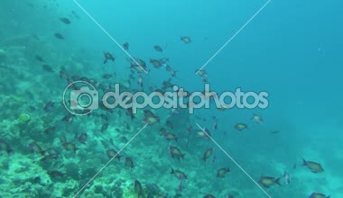 Deniz balığı. Deniz Manzaralı. Sualtı Video. Su. Sualtı dalış