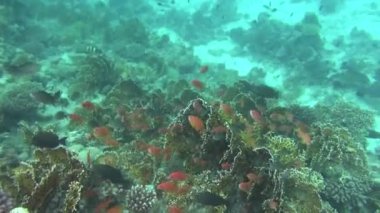 Deniz balığı. Deniz Manzaralı. Sualtı Video. Su. Sualtı dalış