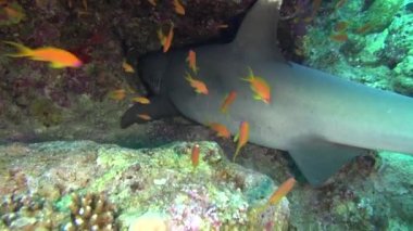 Deniz balığı. Deniz Manzaralı. Sualtı Video. Su. Sualtı dalış