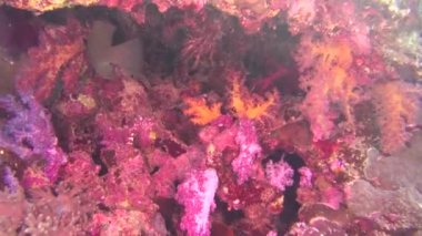 Deniz balığı. Deniz Manzaralı. Sualtı Video. Su. Sualtı dalış