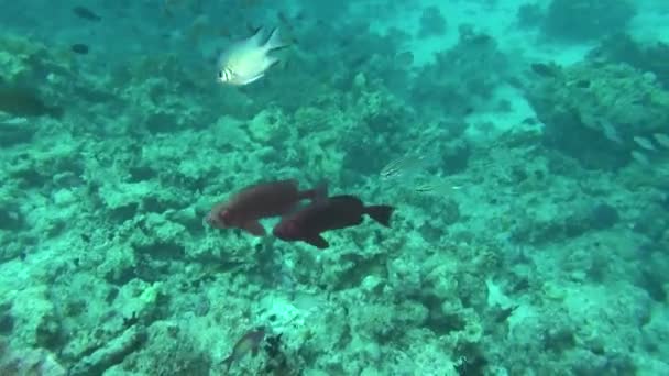 Морская рыба. Вид на море. Подводное видео. Воды. Дайвинг под водой — стоковое видео