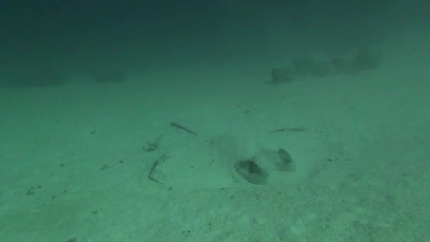 Sea Fish. Vista al mar. Video submarino. Agua. Buceo bajo el agua — Vídeos de Stock