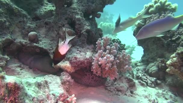 Poisson de mer. Vue sur mer. Vidéo sous-marine. De l'eau. Plongée sous-marine — Video