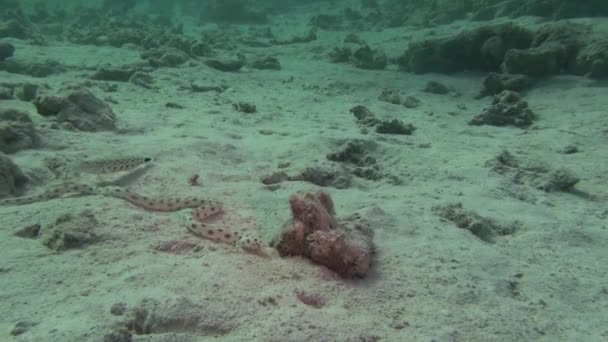 Tengeri hal. A tengerre. Víz alatti videó. Víz. Víz alatti búvárkodás — Stock videók